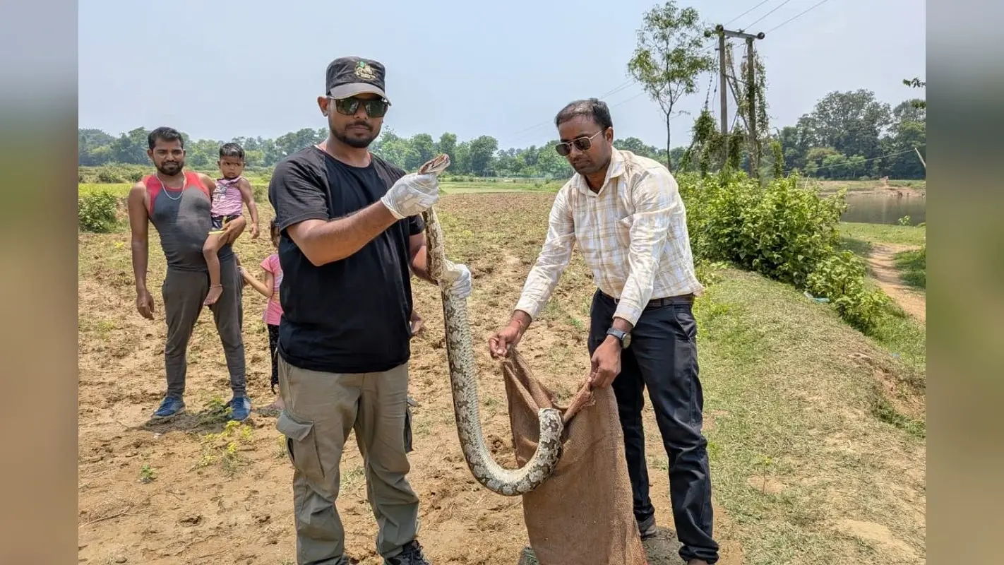 खेत में बिछाए जाल में फंसा 6 फीट का विशालकाय अजगर, वन विभाग ने किया रेस्क्यू